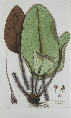 5095
<br/>
Icones filicum: ad eas potissimum species illustrandas destinatae, quae hactenus, vel in herbariis delituerunt prorsus incognitae, vel saltem nondum per icones botanicis innotuerunt
<br/>
<em></em>